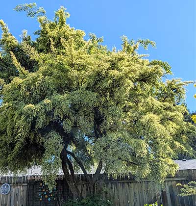 Chinese Elm ‘Lois Hole’