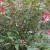 fuchsia-checkerboard-Portland-Nursery.jpg