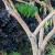 siete-san-flower-temple of bloom-bark.jpg
