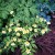 yellow-wood-anemone.jpg